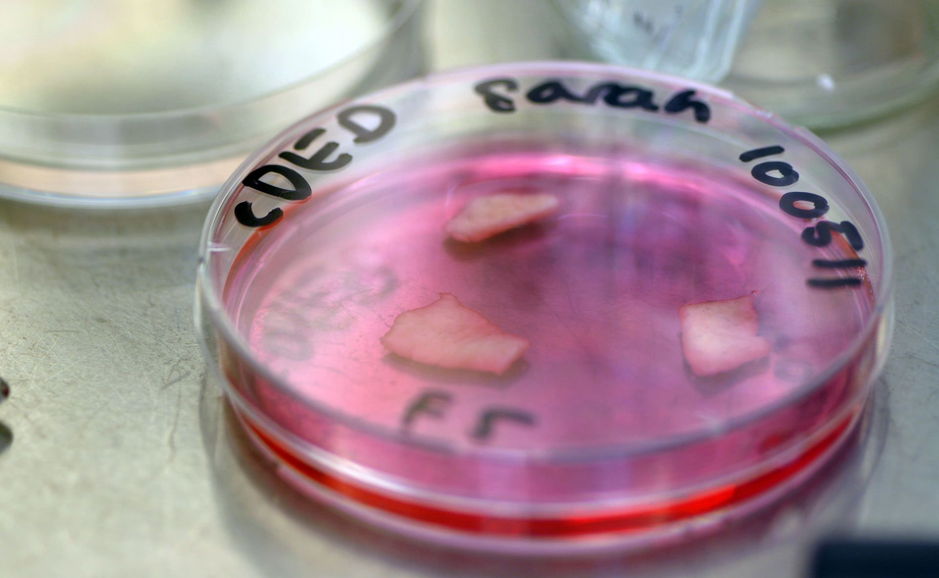 Isolated dermis