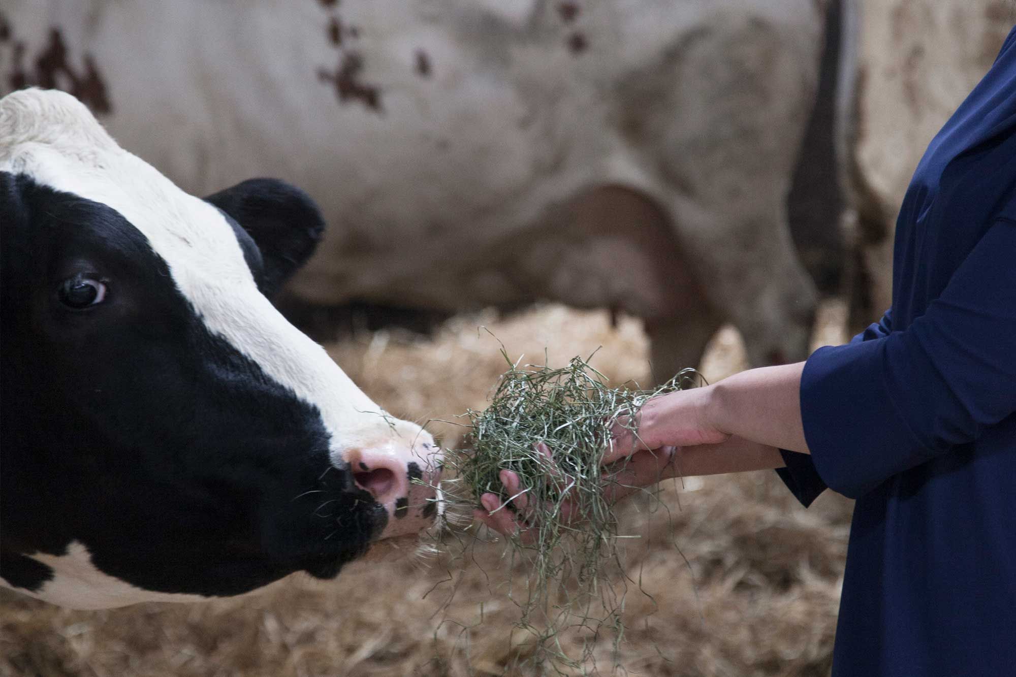 cow-source-cellulose