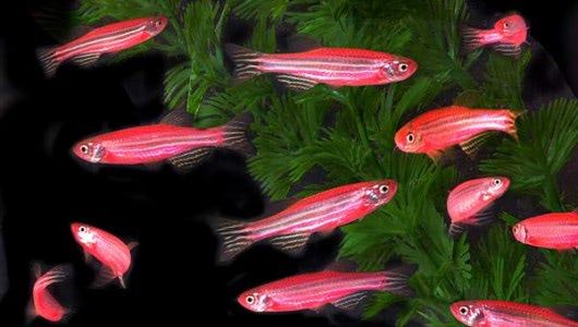 Visual of GloFish