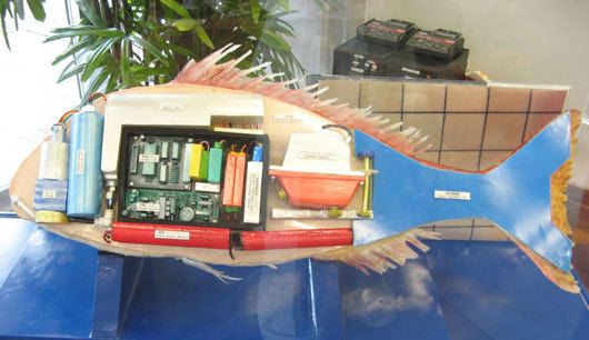 Visual of Robotic Red Snapper