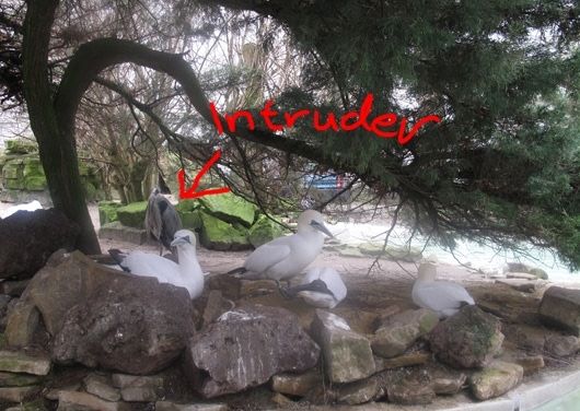 Visual of Wild Birds Illegally Immigrating to City Zoo