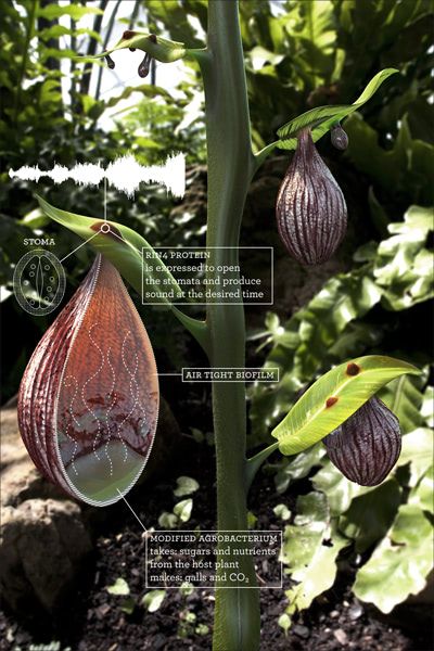 Visual of Acoustic Botany