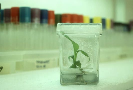 Visual of Crops Running Wild