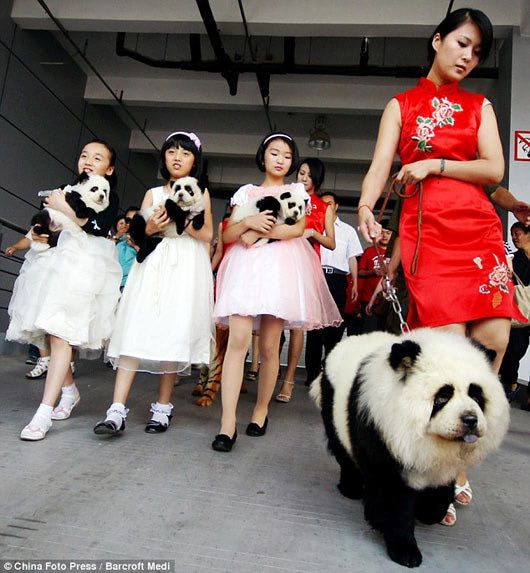 Visual of Dog Modding in China