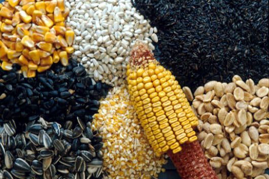 Visual of Birdfeeders spit Blackcaps in two species