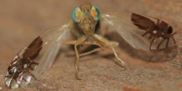 Visual of When Is Biomimicry Not Really Biomimicry?