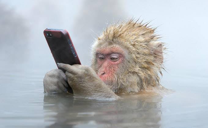 Visual of Animals Love Technology