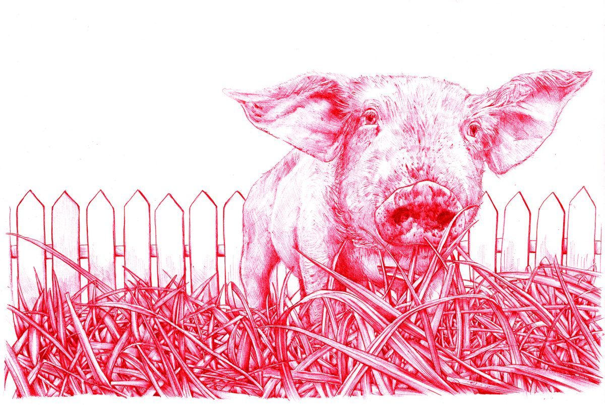 Visual of In Vitro Meat: Animal Liberation?