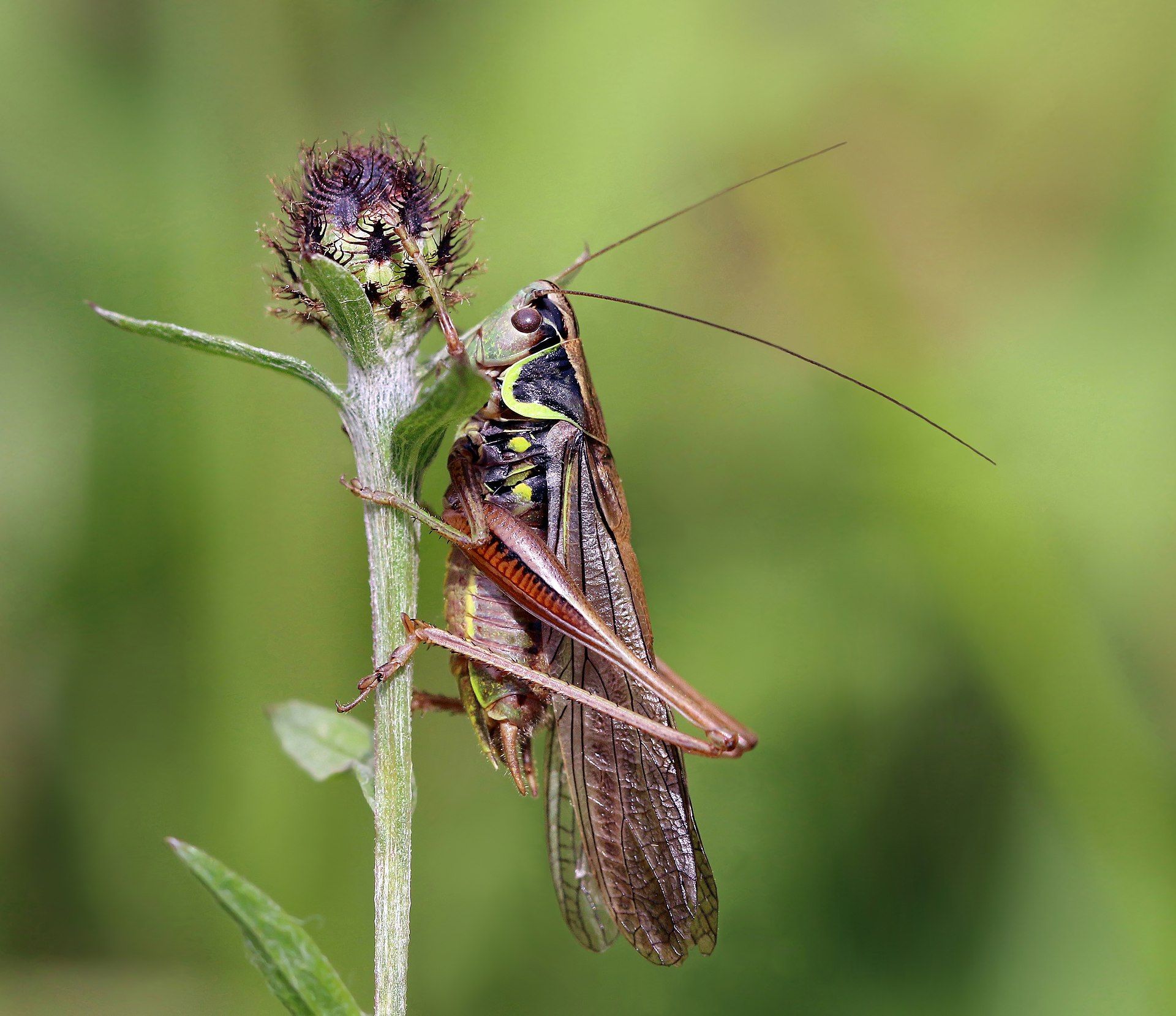 Visual of Insects are helping us develop the future of hearing aids