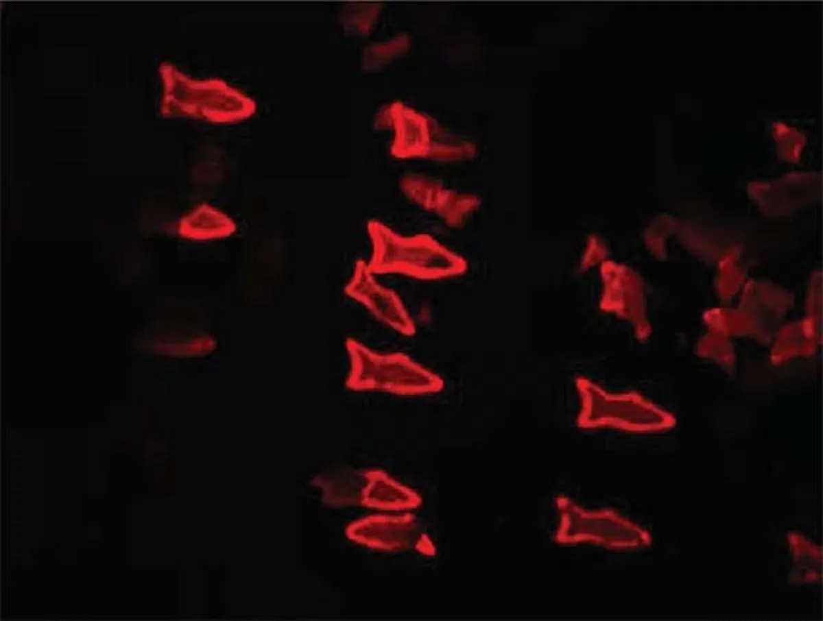 Particle Design(fish) 3D Printed Fish Remove Toxins and Deliver Drugs | Next Nature