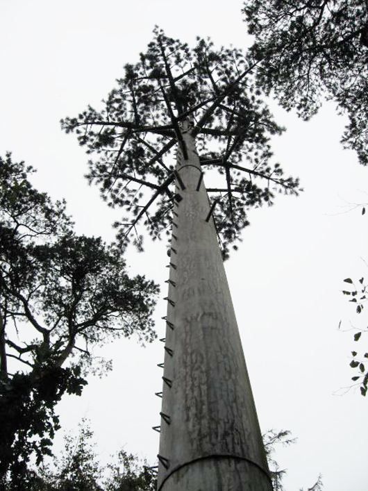 Antenna Tree Mast Safari