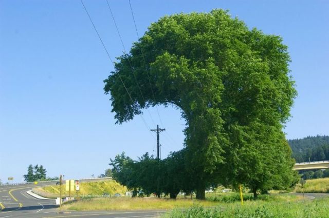 Electric Topiary