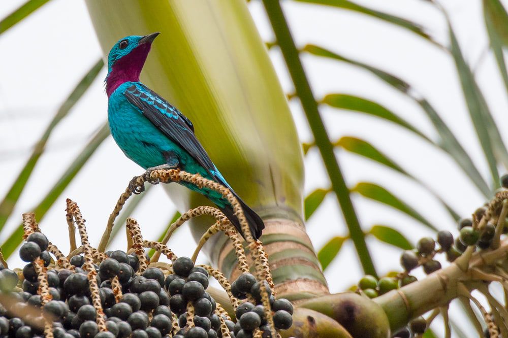 Color Lessons from the Cotinga Bird