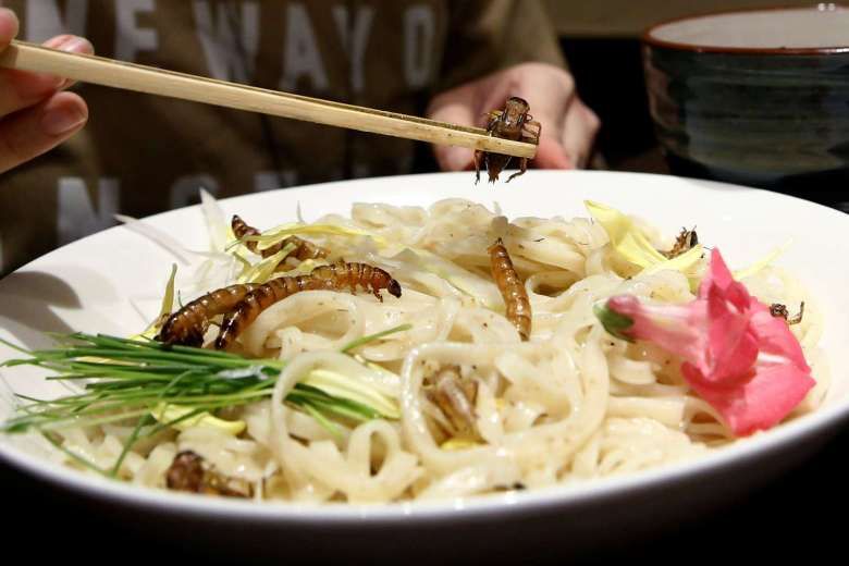 Insect Ramen: the New Food Trend