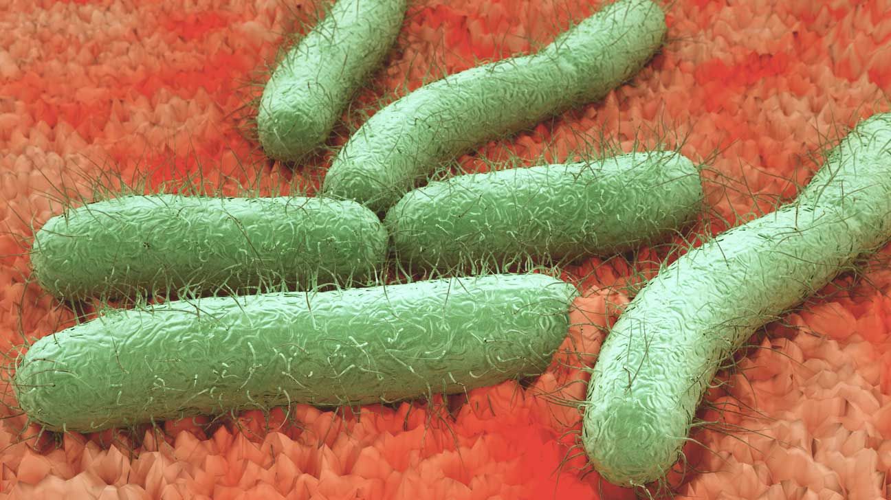 Bacteria Are the New Hard Drives