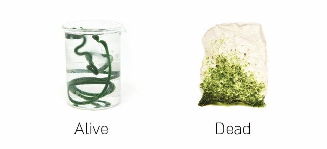 Next Generation: Delving into biophilic design with Daniel Elkayam
