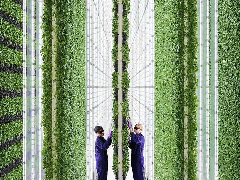 3 future farms that can feed the planet and heal it too