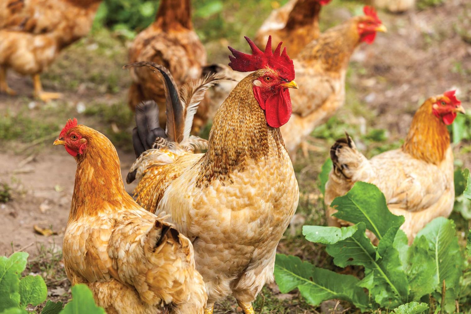 Is in vitro meat good news for animals?