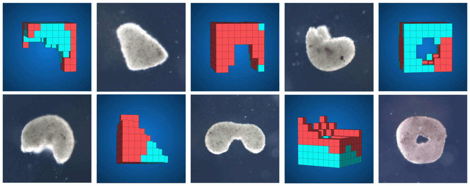 Living robots made from frog stem cells may revolutionize medicine