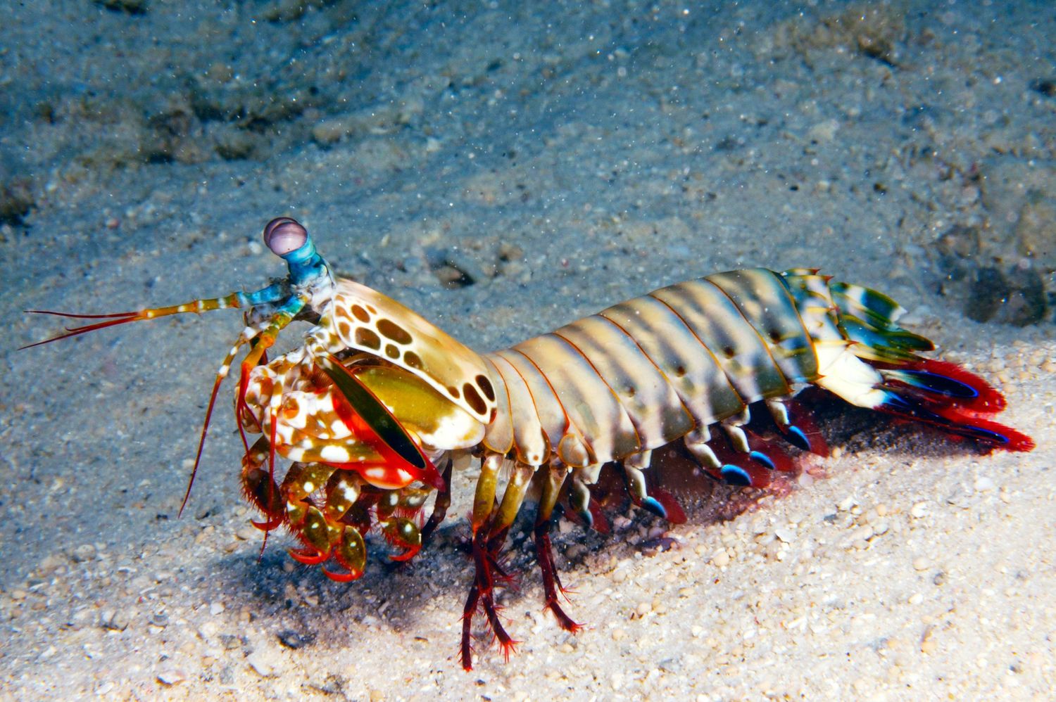 How a mantis shrimp can one day help build self-growing roads