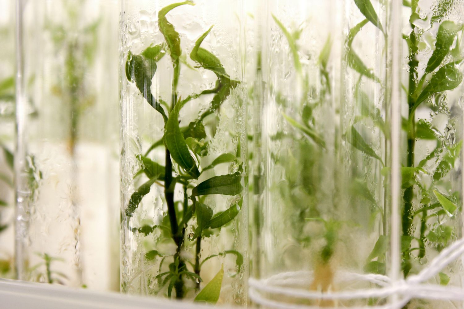 The GeneSprout Initiative: cultivating new plant breeding techniques