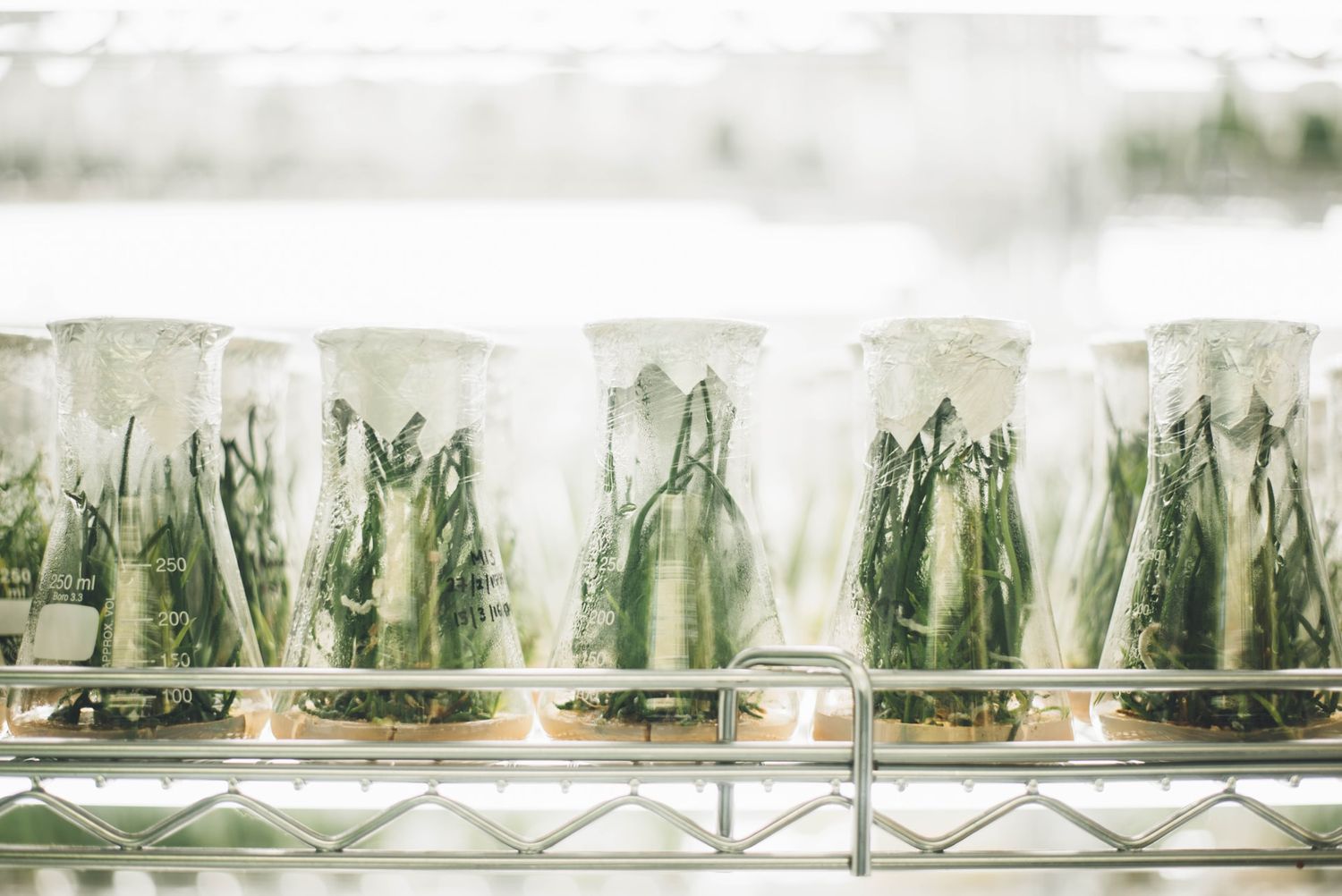 Meet a group of young plant scientists who share their belief in the potential of CRISPR