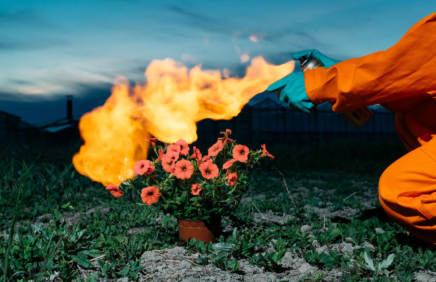 The Petunia Carnage
