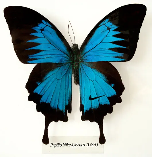 Branded Butterfly Wings