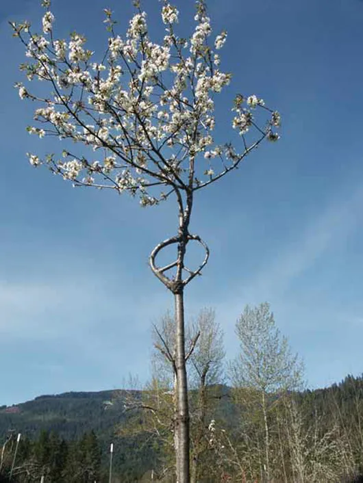 How To Grow A Chair: An Interview with Richard Reames