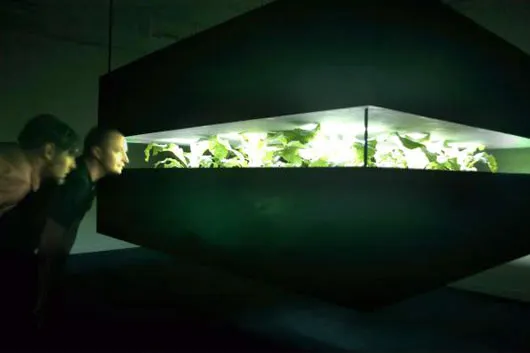 A Garden Raised by Television