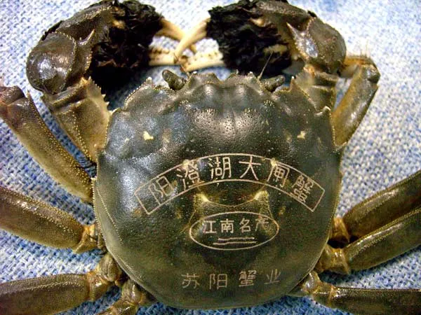 Counterfeit Crab