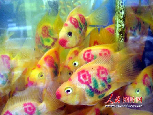 Tattooed Goldfishes