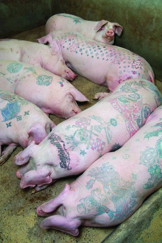 Branded Pigs