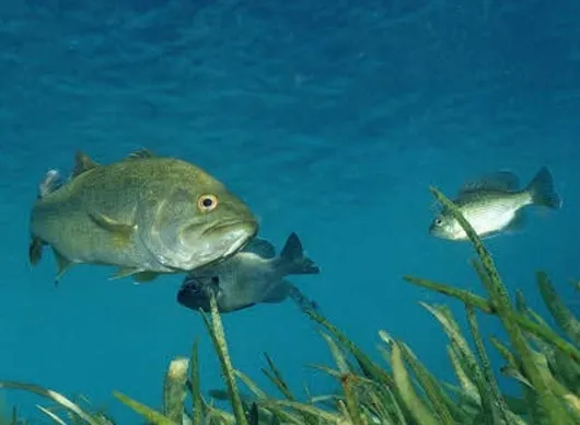 The Hermaphrodite Effect