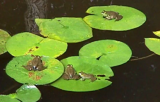 Monitoring your computer's activity like a frog pond