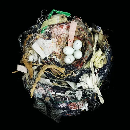 Birds Change Along with Us