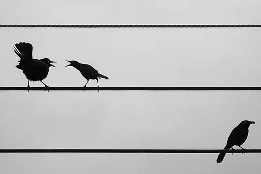 City Living Splits Up Blackbirds