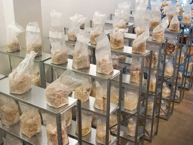 Mushrooms in the Mokum