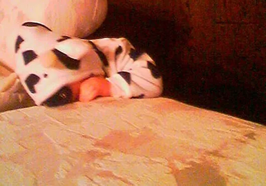 Think Breast is Best?  Try Udder