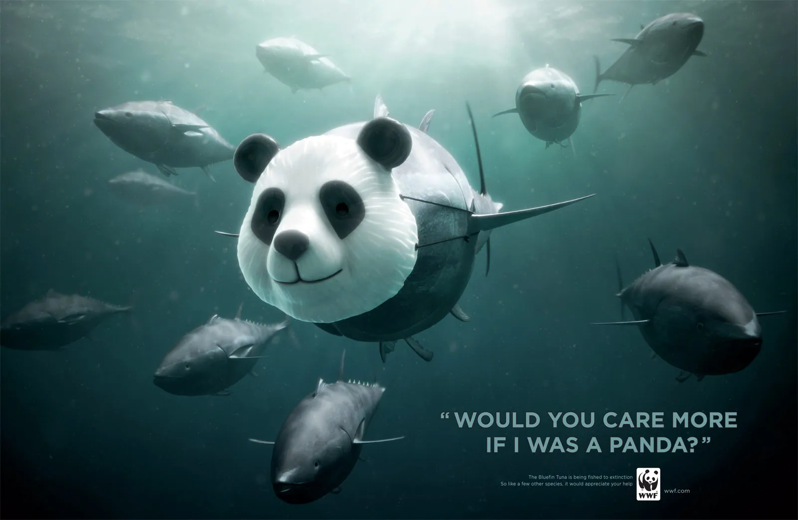 Would you care more if I was a Panda?