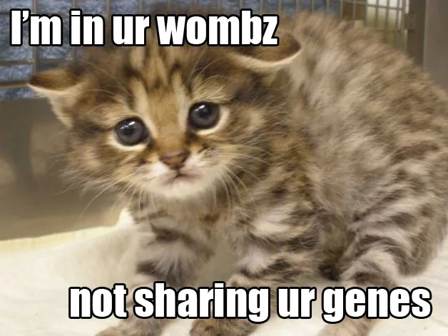 Adorably Endangered Kitten Born to Domestic Cat Surrogate