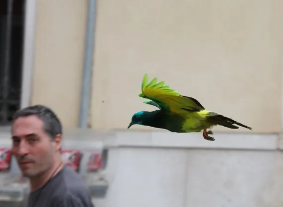 Artists Paint a Rainbow with Copenhagen's Pigeons
