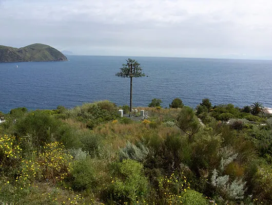 Cellphone Masts Disguised as Trees are Outdated