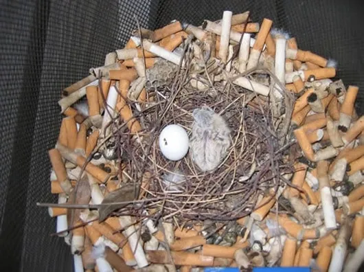 Cigarettes: Bad for You, Good for Birds