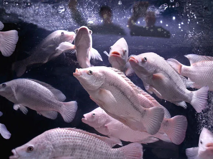 Dumpster Fish the Future of Farming