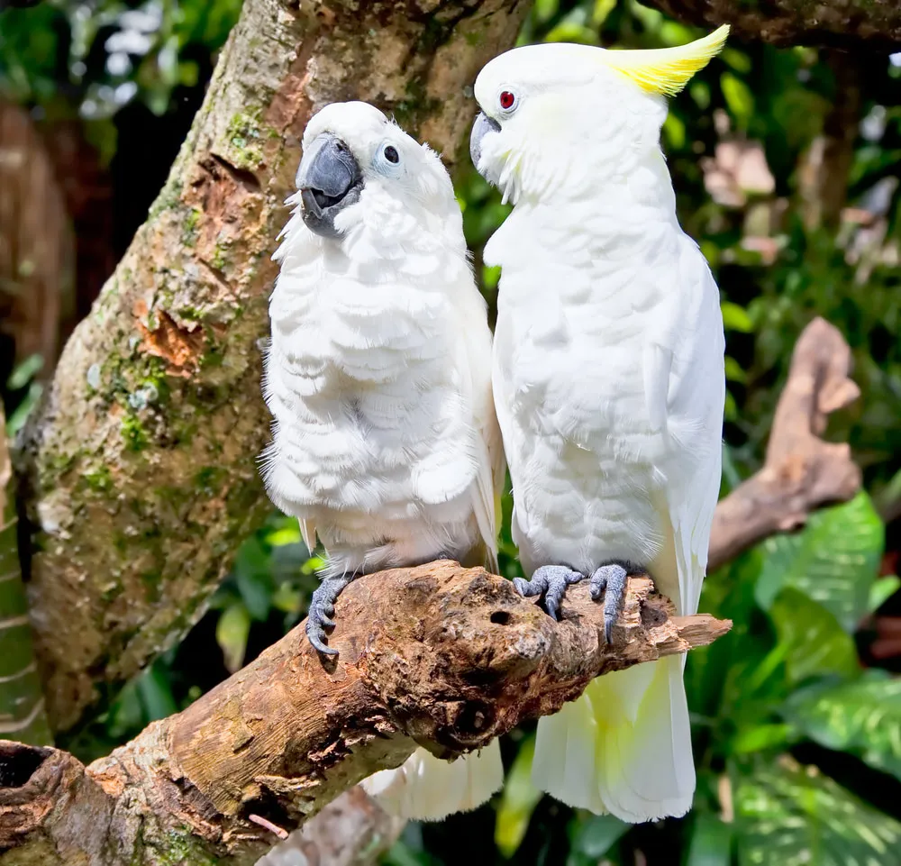 Escaped Pet Birds Teach Wild Cockatoos how to Talk