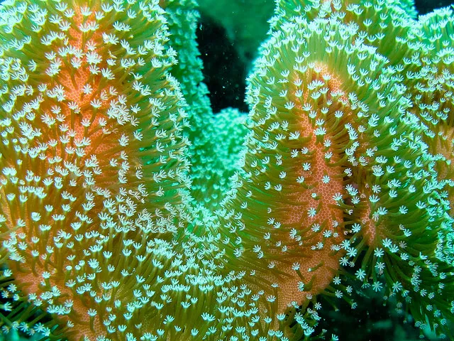 Frozen Coral Sperm Holds Promise in a Boiling World