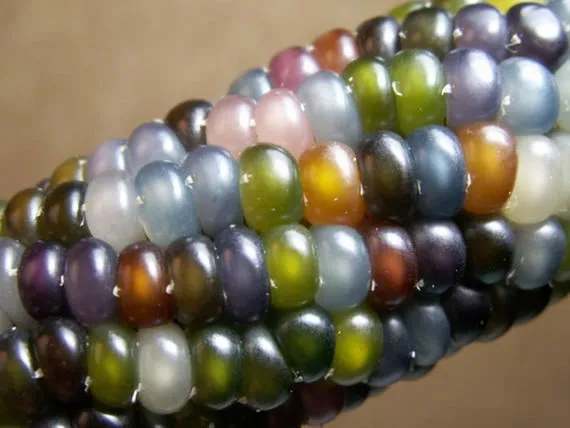 Glass Gem Corn Looks Like Jewelry