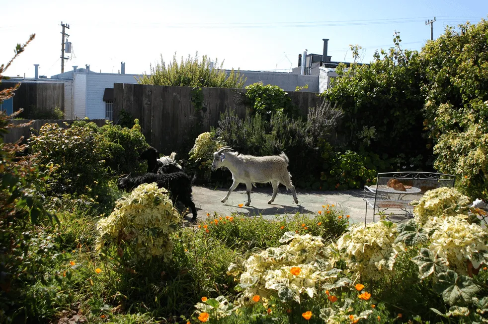 Goats Replace Lawnmowers in San Francisco