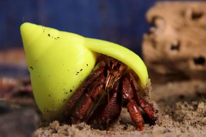 Hermit Crabs Can Live Like Kings Again